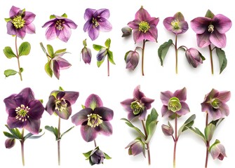 Collection of Purple and Green Hellebore Flowers Isolated on White