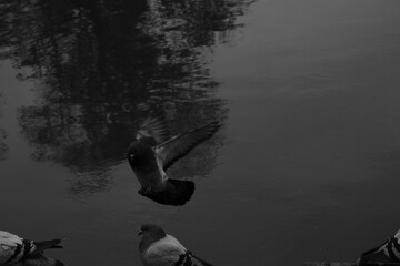 Monochrome photo of a pigeon bird with beak on a rock near water