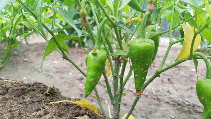 Fototapeta premium green chilli 