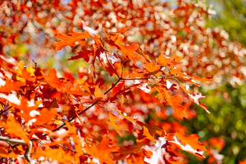 red autumn leaves