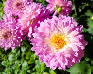 Fototapeta premium Garden dahlia: a species of Dahlia, its botanical name is Dahlia pinnata.
