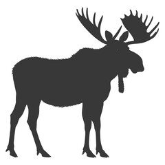 Obraz premium silhouette moose animal full body black color only