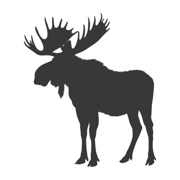recommend clip art: silhouette moose animal full body black color only
