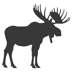 Obraz premium silhouette moose animal full body black color only