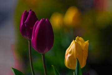 Purple and yellow tulips on blurry background (bokeh).