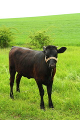 A cow standing in a field