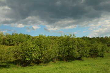 A group of trees in a field