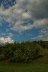 Obraz premium A group of trees in a field