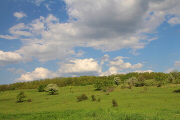 A grassy field with trees and blue sky