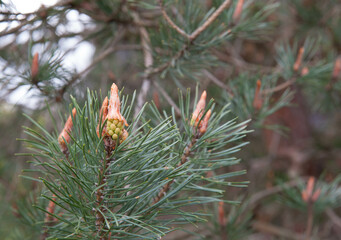 A pine branch with young pine cones