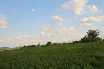 Obraz premium A grassy field with trees and blue sky