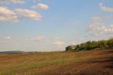 Obraz premium A field with grass and trees