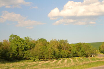 Obraz premium A group of trees in a field