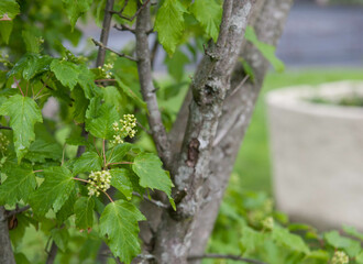 A green tree with yellow buds