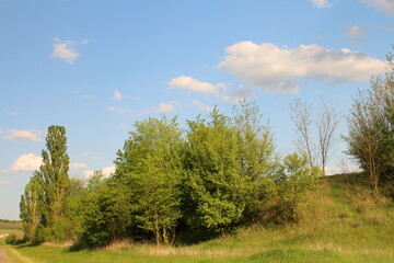 Obraz premium A group of trees in a grassy field