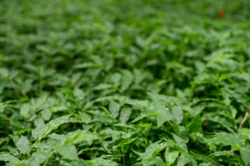 Obraz premium close up of green grass