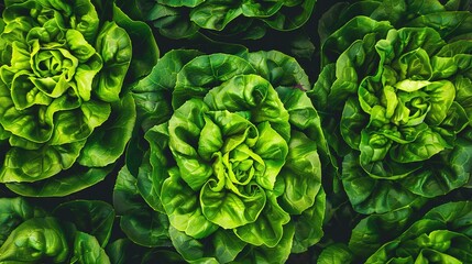Obraz premium Vertical lettuce cultivation, close up, rows of crisp heads, optimized for space and growth efficiency