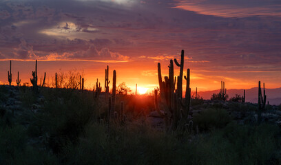Stunning Arizona Panoramic Desert Landscape At Sunset Time With Cactus Silhouette 