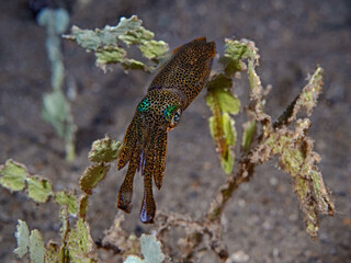 Bigfinn Reef Squid (Sepioteuthis lessoniana)
