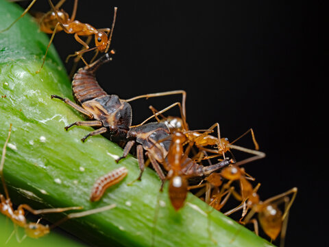 Asian weaver ants and tree hoppers