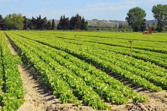 Culture de salades en plein champs.