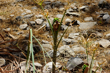 The Samaria Gorge is a National Park of Greece since 1962 on the island of Crete.