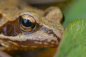 Common frog hides in the leaves