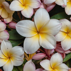 a many white and yellow flowers with green leaves