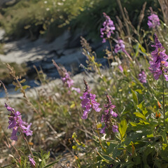 Naklejka premium purple flowers in a field next to a stream of water
