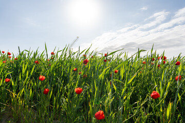 A field of red flowers with a bright blue sky in the background. The sun is shining brightly, making the flowers look even more vibrant. The scene is peaceful and serene, with the flowers