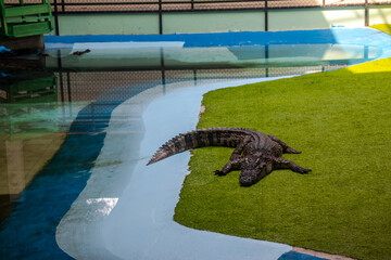 Large crocodile on the grass. Crocodile farm. Powerful predator.