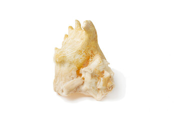 Ocean Whispers Serenity Captured in a Shell's Embrace on a white background