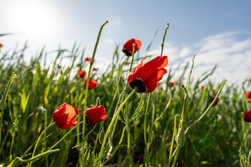 A field of red flowers with a clear blue sky in the background. The flowers are in full bloom and are scattered throughout the field