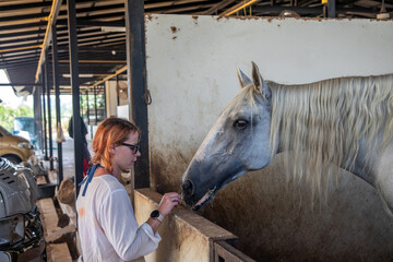 A beautiful girl is feeding a big white horse. Strong horse. Kind pet.	