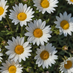 Obraz premium a many white flowers with yellow centers in the field