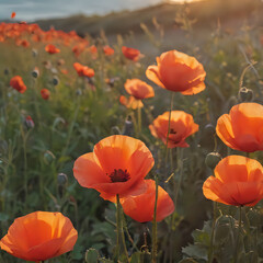 Obraz premium a many orange flowers in a field with the sun setting