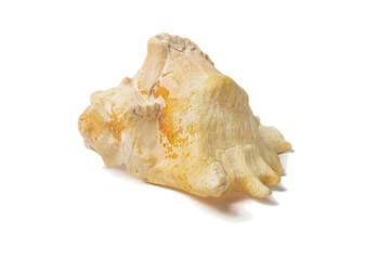 Graceful Ivory Shell on White Background