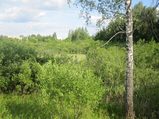 trees in the field with leaves