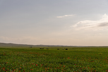 A field of grass with a few cows grazing in it. The sky is clear and the sun is shining