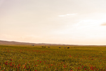 A field of grass with a few cows grazing in it. The sky is clear and the sun is shining brightly