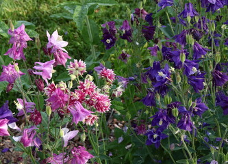 Obraz premium Pink and Purple Flowers Vibrant Color