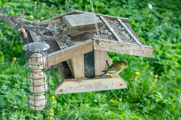 Birdwatching: A greenfinch (Chloris chloris) sits on the edge of a birdhouse