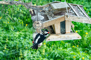 Birdwatching: A male great spotted woodpecker is pecking at a fat ball.