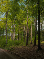 Wunderbare Jahreszeit Frühjahr , April und Mai, frisches Grün der Buchen im Wald