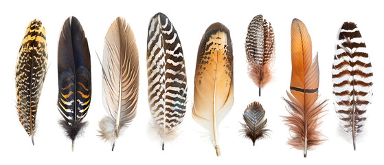 Feathers isolated on white PNG transparent background