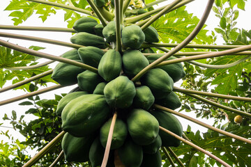 Nature fresh green papaya on tree with fruits in nature orchard in Brazil. Detail of green papaya...