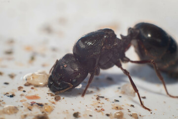 Macro of black ant on the ground