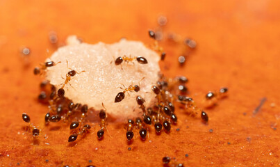 Macro of an ant colony carrying sugar back to the nest.