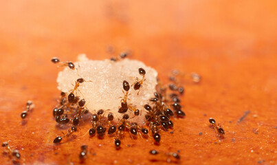 Macro of an ant colony carrying sugar back to the nest.