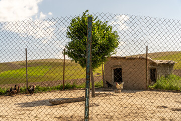 A chicken coop with a tree in the background. The coop is surrounded by a chain link fence © oybekostanov